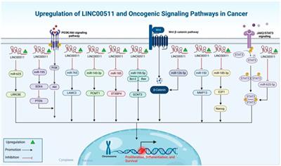 Frontiers | A review on the role of LINC00511 in cancer
